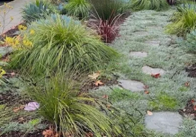 DAC Landscape SF - Tree & Shrub Care in San Francisco, CA