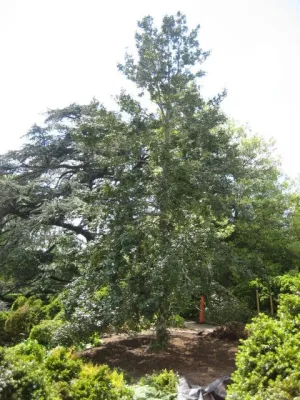 George Bridge Landscape Design, Inc. - Landscape Construction in Greenwich, CT