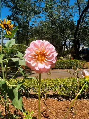 GMZ Landscaping INC - Landscape Construction in Redwood City, CA