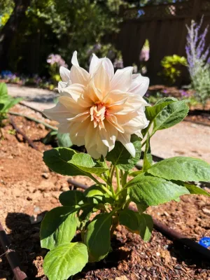 GMZ Landscaping INC - Landscape Construction in Redwood City, CA