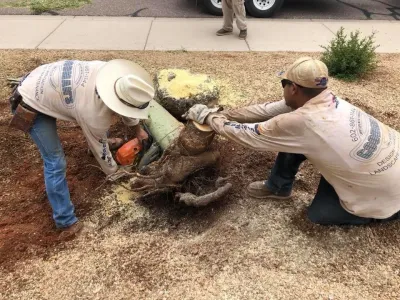 Goodman's Landscape Maintenance, LLC. - Scottsdale - Landscape Construction in Scottsdale, AZ