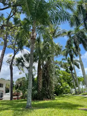 Tree Leaves Landscaping LLC - Landscape Construction in Fort Myers, FL