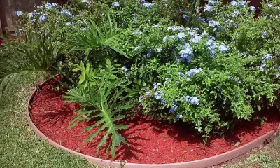 James Lawn Service - Tree Planting & Transplanting in Corpus Christi, TX