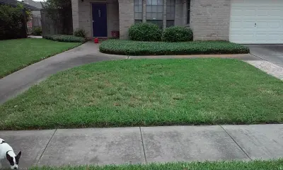 James Lawn Service - Tree Planting & Transplanting in Corpus Christi, TX