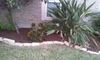 James Lawn Service - Tree Planting & Transplanting in Corpus Christi, TX
