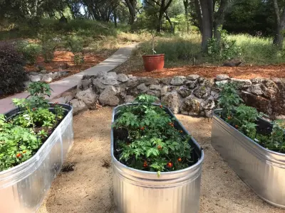 South Canyon Construction Inc. - Tree & Shrub Care in Orangevale, CA