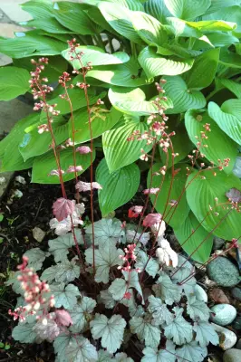 Botanical Recipes — Landscape Construction project by Kingdom Landscape