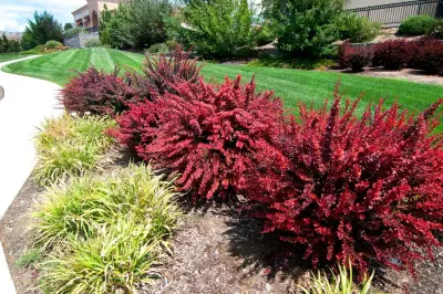 Reno Green Landscaping - Tree & Shrub Care in Reno, NV