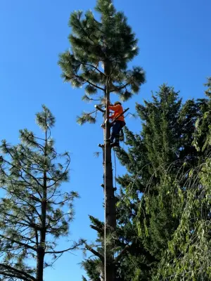 Leavenworth - Tree Extraction — Landscape Construction project by Oso Landscape