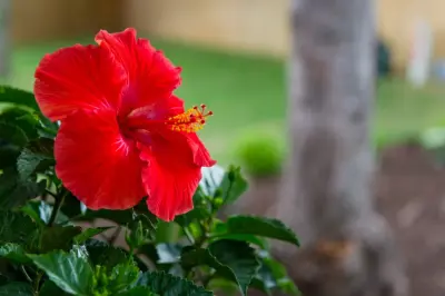 Professional Landscaping Company - Tree & Shrub Care in Springdale, AR