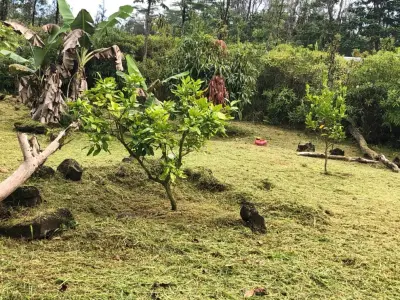 Moylan Maintenance - Design-Build Services in Pahoa, HI