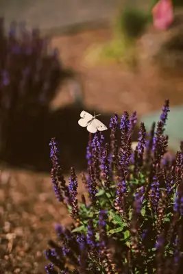Regenesis Ecological Design - Tree & Shrub Care in Ashland, OR