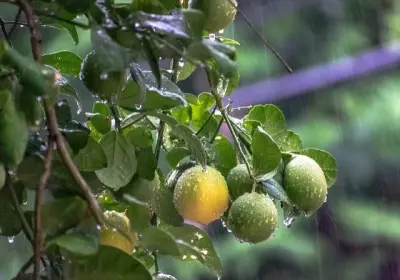 Citrus Plants — Landscape Construction project by Payless Landscape & Irrigation Services, LLC