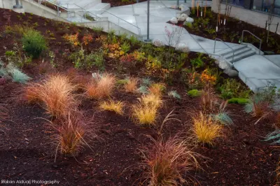 ProScapes Landscaping at Anacortes High School — Landscape Construction project by ProScapes