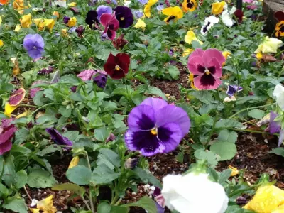 Ruston Landscaping LLC - Tree & Shrub Care in Simsboro, LA