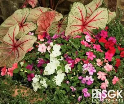 Container Gardening — Landscape Construction project by SGK Landscapes
