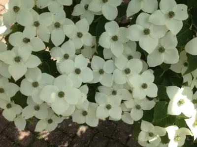 Greenway Horticultural Group LLC - Tree & Shrub Care in Morgantown, WV