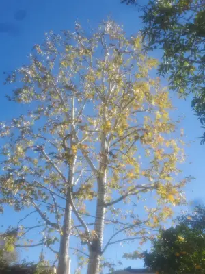 Farmers Landscape Tree Care - Landscape Construction in Los Angeles, CA