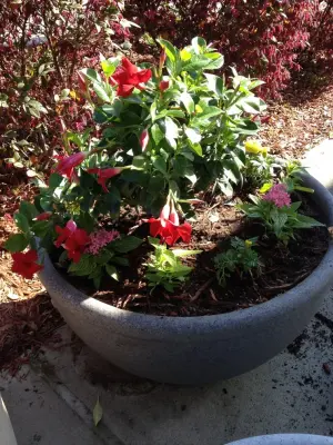 Focus Lawn & Landscape - Tree & Shrub Care in Panama City, FL