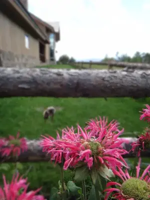 Frederick Landscaping - Tree & Shrub Care in Jackson, WY