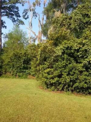 C. A. Sittle, Inc - Tree & Shrub Care in Hinesville, GA