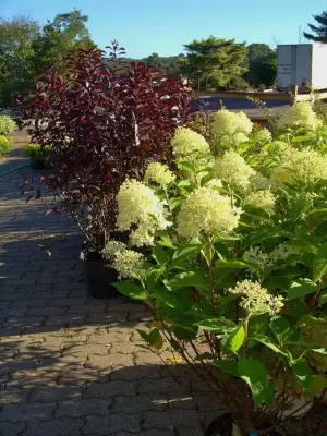 Plumline Nursery Inc - Landscape Construction in Murrysville, PA