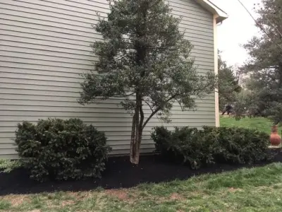 Planting Areas and Ground Cover — Landscape Construction project by Landscape Innovation