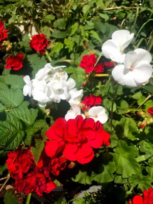 GardenLand - Patio Design & Installation in Brookings, OR