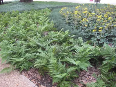 Beautiful Ground Covers — Landscape Construction project by Louisiana Horticulture Services