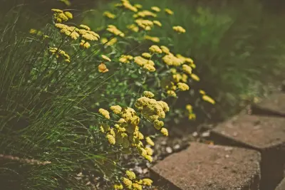 Regenesis Ecological Design - Tree & Shrub Care in Ashland, OR