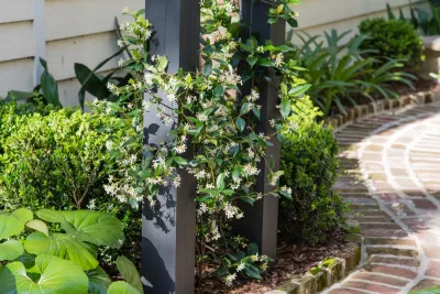 Traditional Charm — Landscape Design project by Carolina Landscape, Inc. in Charleston