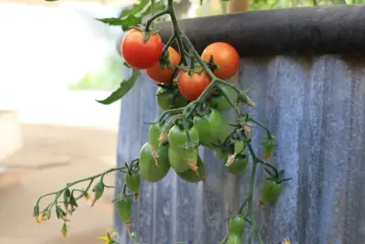 Build. Sow. Grow. | Greenhouse Design and Build - Design-Build Services in Crested Butte, CO