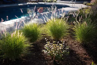 Solid Ground Landscape - Tree & Shrub Care in Ashland, OR