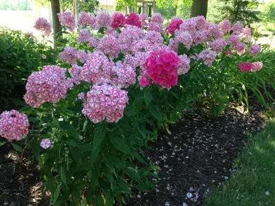 Springview Landscape Service, Inc. - Tree Planting & Transplanting in Green Bay, WI