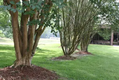 USA Landscape Services - Tree & Shrub Care in Lufkin, TX