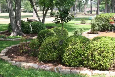 USA Landscape Services - Tree & Shrub Care in Lufkin, TX