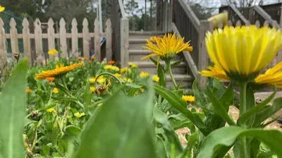 Bloom Garden Co - Landscape Construction in Tallahassee, FL