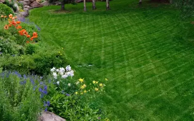 Rocky Mountain Trees-landscpg - Tree & Shrub Care in Crested Butte, CO