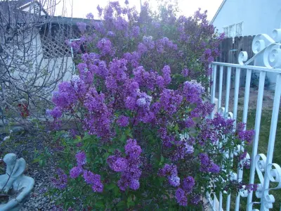 Lilacs — Landscape Construction project by Landscapes By Paul
