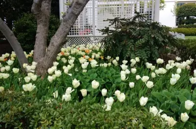 Green Natured Landscapes & Maintenance - Tree & Shrub Care in Wilmington, NC