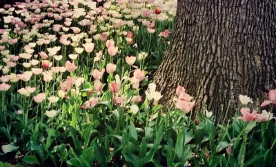Green Natured Landscapes & Maintenance - Tree & Shrub Care in Wilmington, NC
