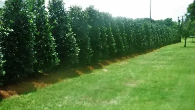 Nellie R. Stevens Hedge — Landscape Construction project by Lollys Gardening