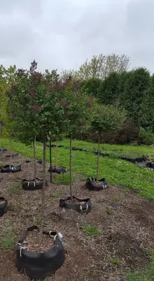 Hart's Nursery - Landscape Construction in Bushnell, IL