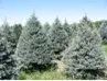 Badger Evergreen Farms - Tree & Shrub Care in Merrill, WI