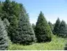 Badger Evergreen Farms - Tree & Shrub Care in Merrill, WI