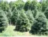 Badger Evergreen Farms - Tree & Shrub Care in Merrill, WI
