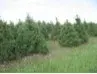 Badger Evergreen Farms - Tree & Shrub Care in Merrill, WI