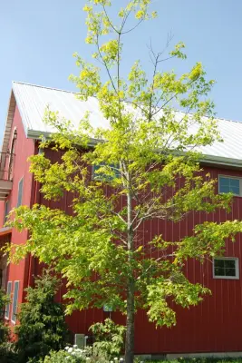 Oblong, Illinois — Landscape Construction project by Landscapes By Dallas Foster, Inc
