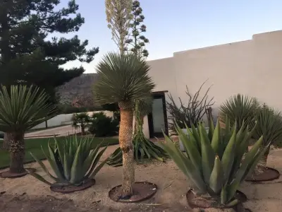 Valentino Landscaping - Landscape Construction in Alpine, TX