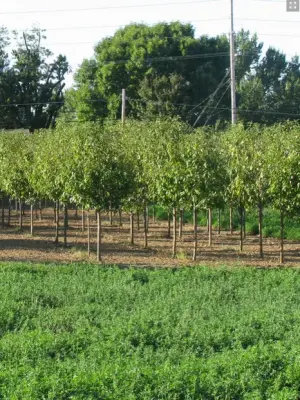 Frese Ornamental Nursery - Landscape Construction in Quincy, IL